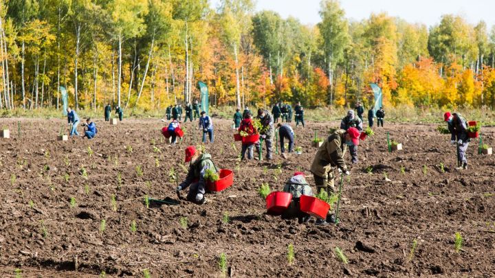 В Лаишевском районе 9 октября пройдет Всероссийская акция «Сохраним лес»