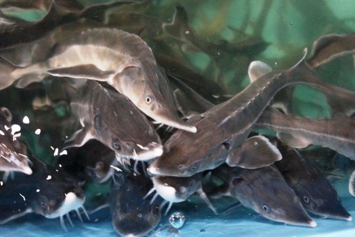 Подводный мир Татарстана: Какие виды рыб занесены в Красную книгу республики