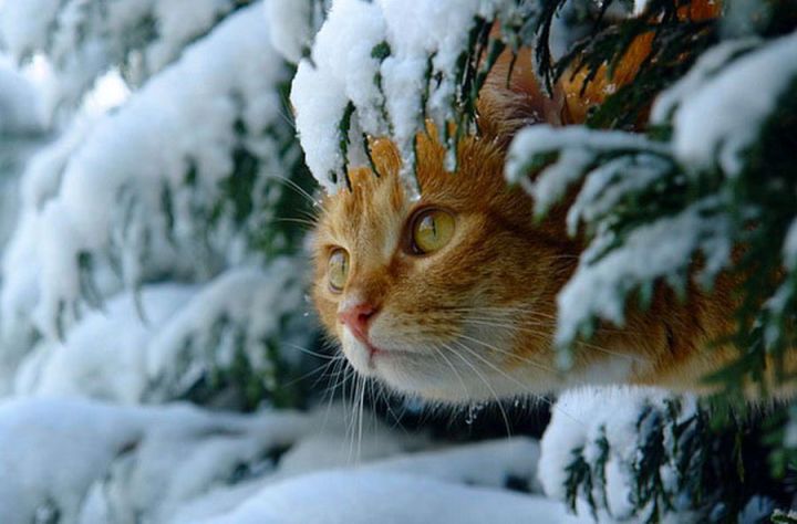 В Лаишево ожидается небольшой снег