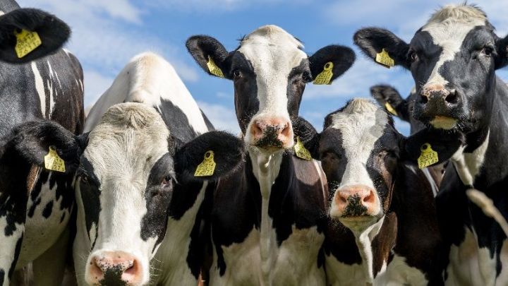 На выставке «АГРОВОЛГА» выберут самую лучшую корову Татарстана