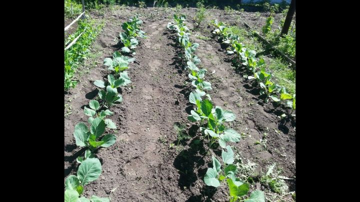 Как правильно выбрать место и почву для выращивания капусты