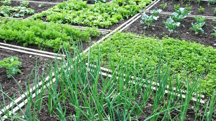 Как выращивать на грядках и в теплицах овощи с низким содержанием нитратов