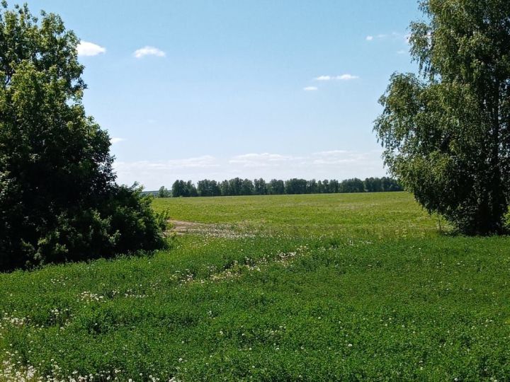Россельхозцентр: в Татарстане&nbsp; отмечено опасное метеорологическое явление «Аномально-жаркая погода»