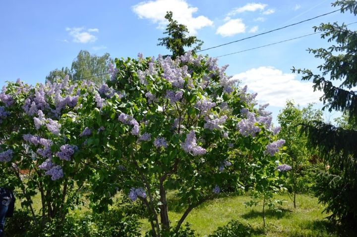 1 июня в Лаишевском районе температура воздуха не превысит +19˚