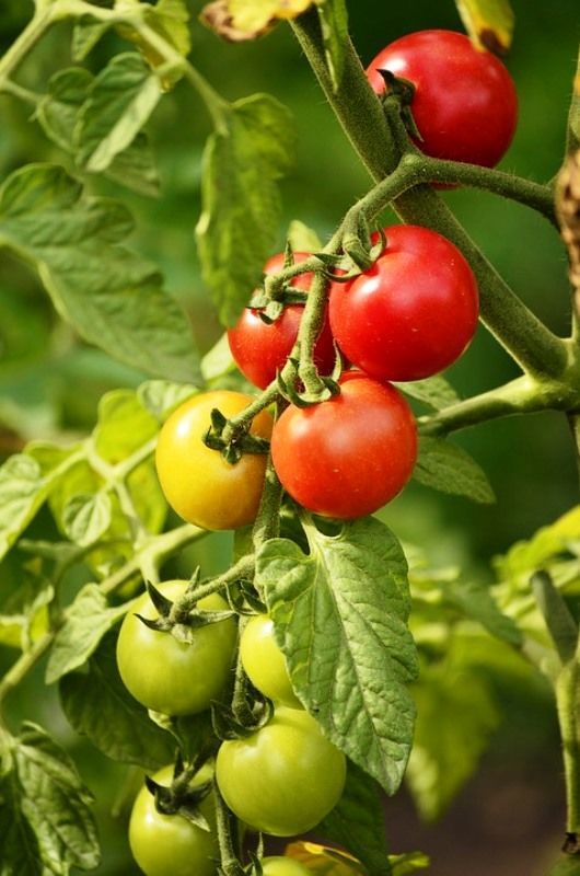 Почему у томатов скручиваются листья