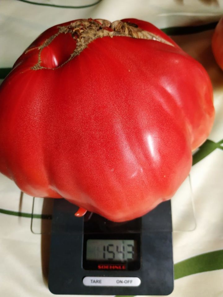 Бер ярым килограмм авырлыктагы помидор үсте