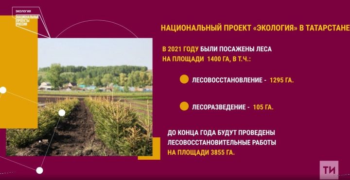 Нацпроект «Экология»: в 2021 году в Татарстане восстановлено 1400 гектаров леса