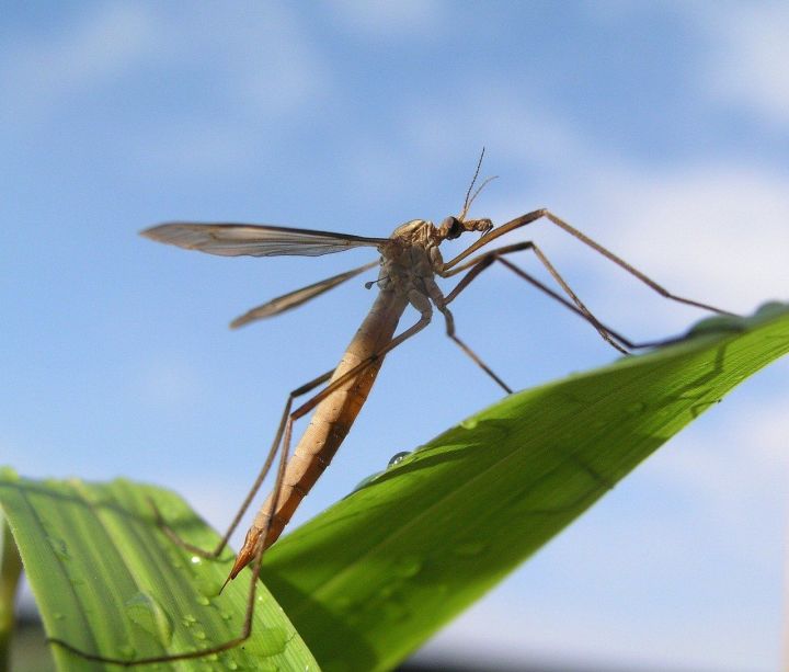 Сегодня - Всемирный День комара