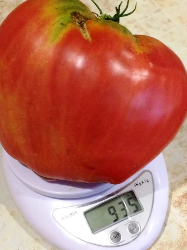 Весом почти с килограмм вырастила помидоры жительница Лаишева Елена Депутатова