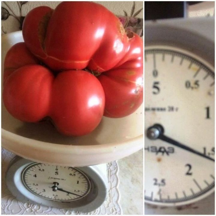 А у Любовь Рузановой вырос томат весом более полутора килограммов