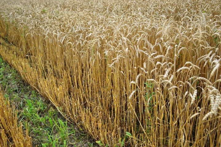 Советы специалиста: Как выбрать лучший протравитель для пшеницы?