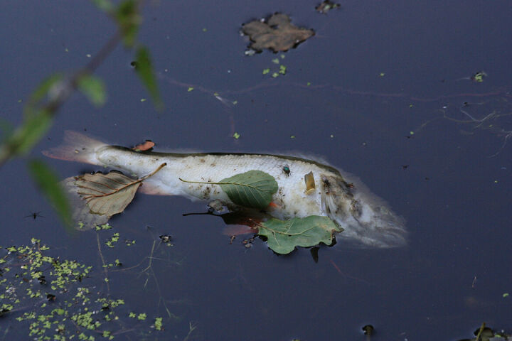 Домыслы и правда о мертвых рыбах, нефтяных пятнах на водоемах республики и работе экологов