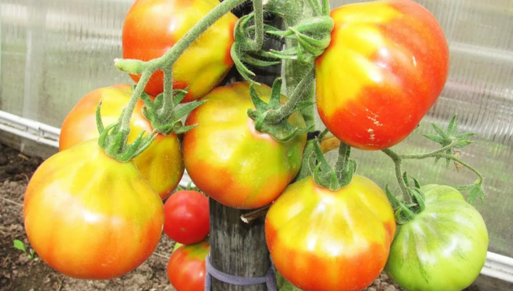Жёлтые плечики у плодов томатов – как устранить причины их появления