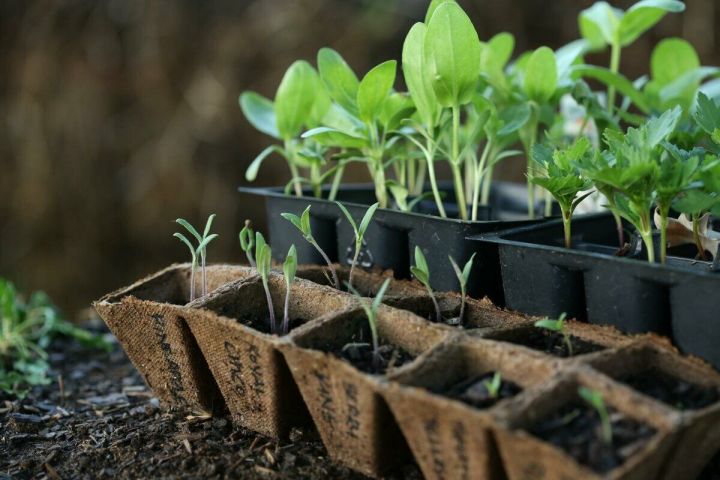 Как получить крепкую и здоровую рассаду для сада и огорода