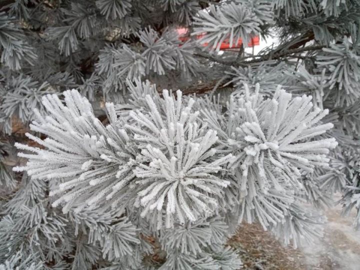 В Лаишевском районе ожидается морозная погода без существенных осадков
