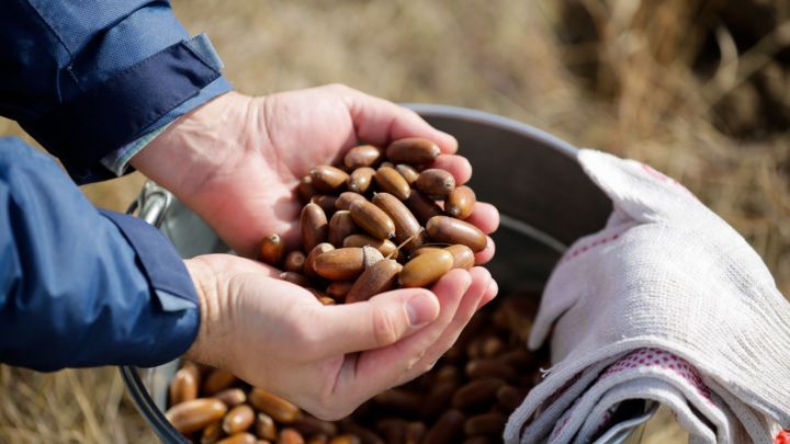 В 2022 году в Татарстане планируется заготовить 11,5 тонн семян лесообразующих пород