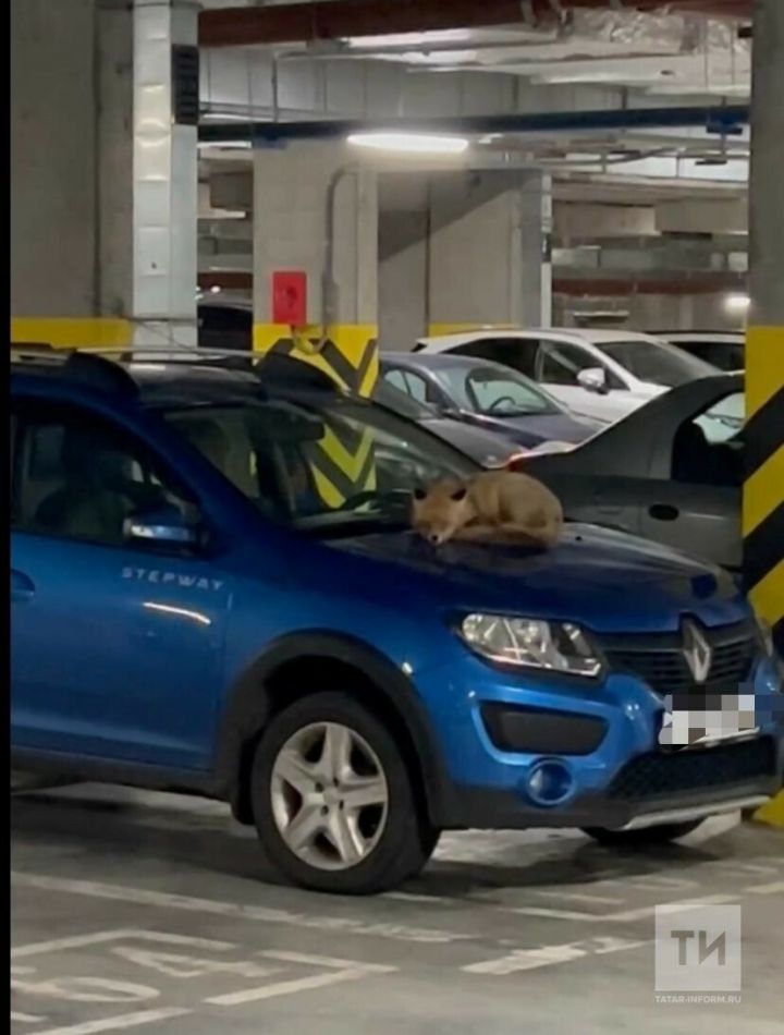 Лисицу, мирно спящую на капоте автомобиля, сняли на видео жители Иннополиса