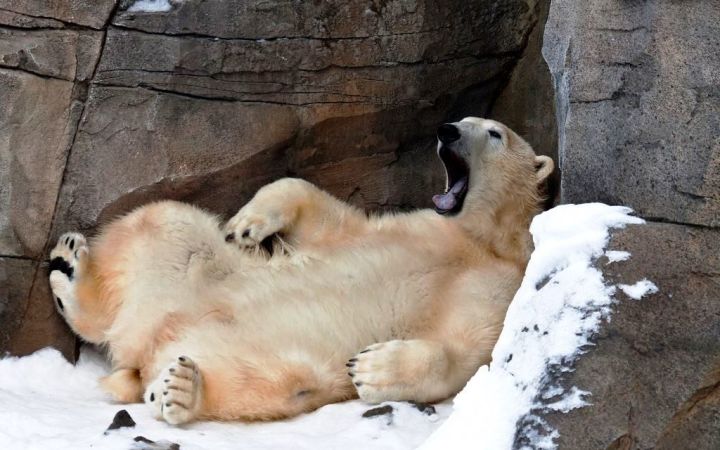 Сегодня - Международный день полярного медведя