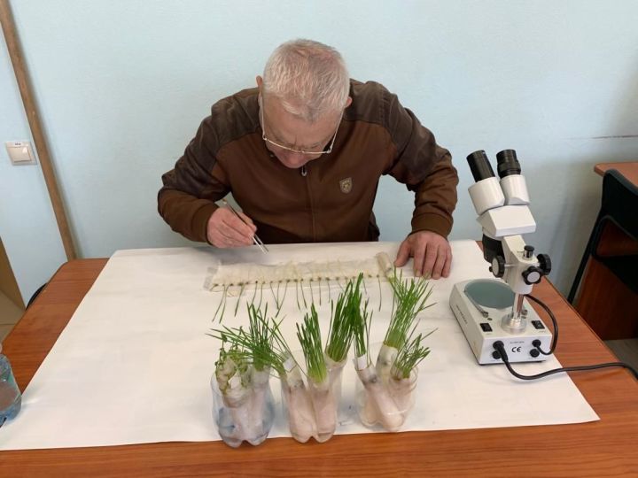 Россельхозцентр Татарстана: фитоэкспертиза показала заражённость болезнями более 20% семян яровых зерновых культур