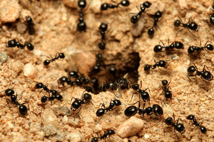 Как защитить свои грядки от муравьев
