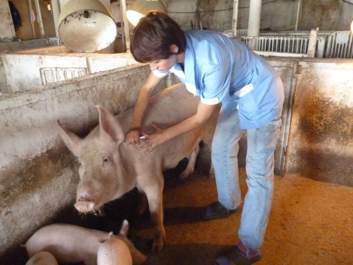 Сделать животным прививки от бешенства можно бесплатно до конца мая