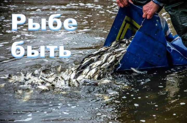 Госкомитет РТ по биоресурсам продолжает комплекс природоохранных мероприятий «Рыбе - Быть! (Балык - Булсын!)»