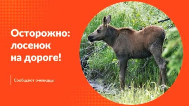 Только что сообщили: в Александровском лесу через дорогу бегает лосенок