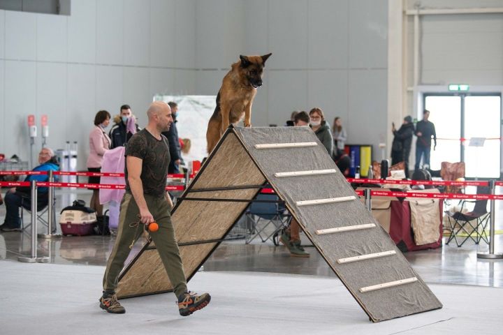 В Лаишевском районе состоялась выставка собак «EXPO DOG 2022»