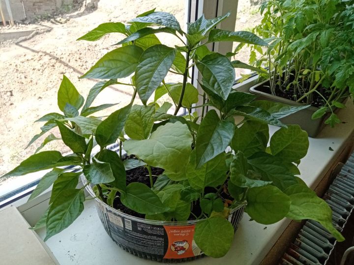 Как правильно посадить теплолюбивое растение -болгарский перец