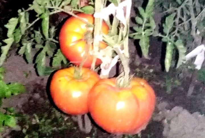 Как правильно посадить томаты и защитить их от болезней