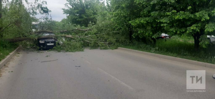 В Лаишевском районе ураганом повалило дерево