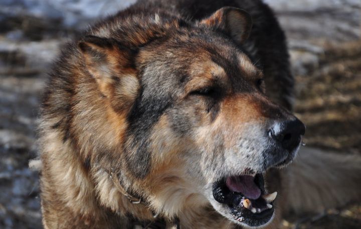 Больше половины татарстанцев считают ситуацию с бродячими собаками опасной