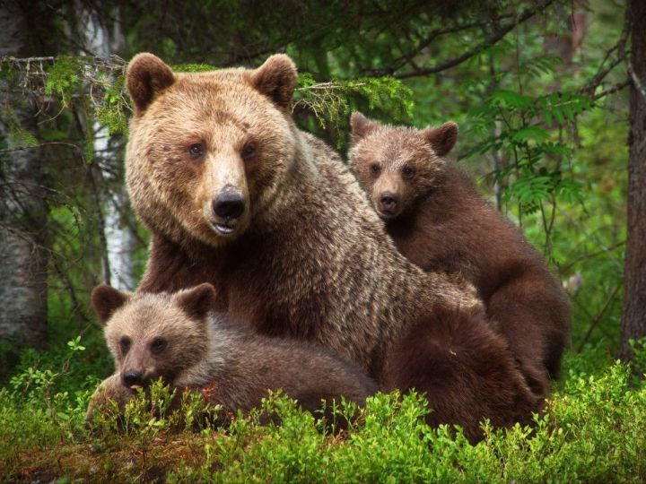 В Госкомитете РТ по биоресурсам рассказали, как вести себя при встрече с медведем