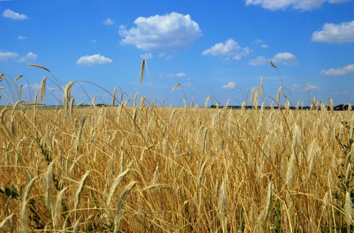 Президент Татарстана поручил поощрить сельхозработников