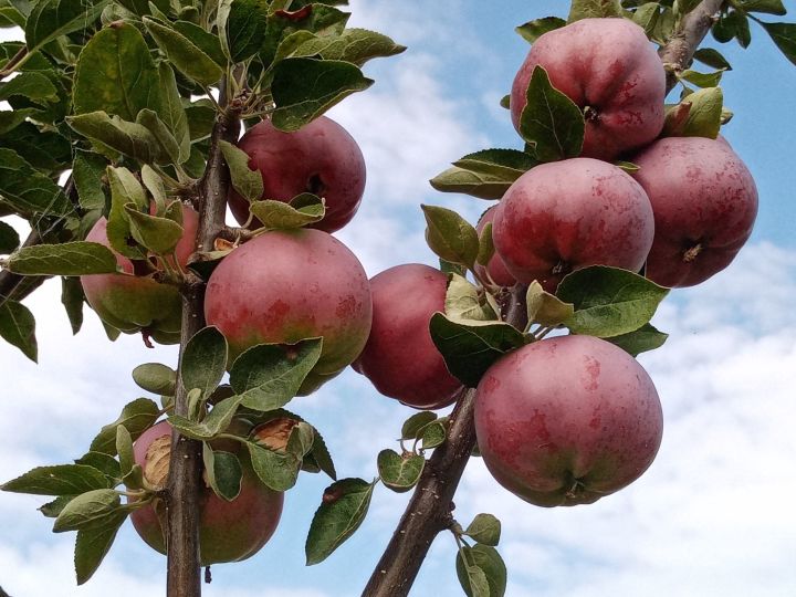 19 августа празднуют Яблочный Спас