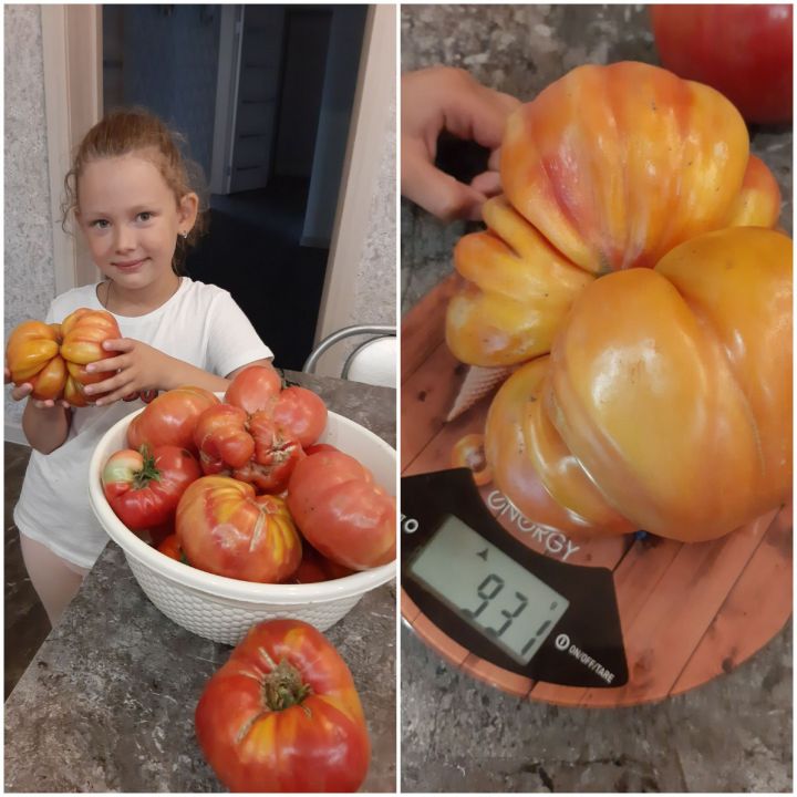 Жительница Лаишевского района вырастила гигантские помидоры
