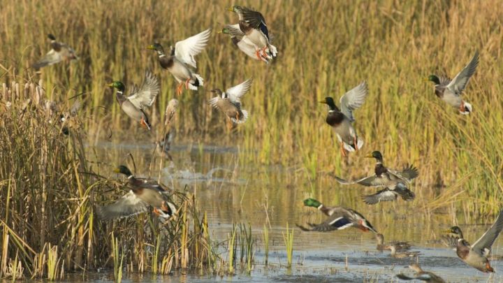 В Татарстане открылся сезон охоты на гусей и уток