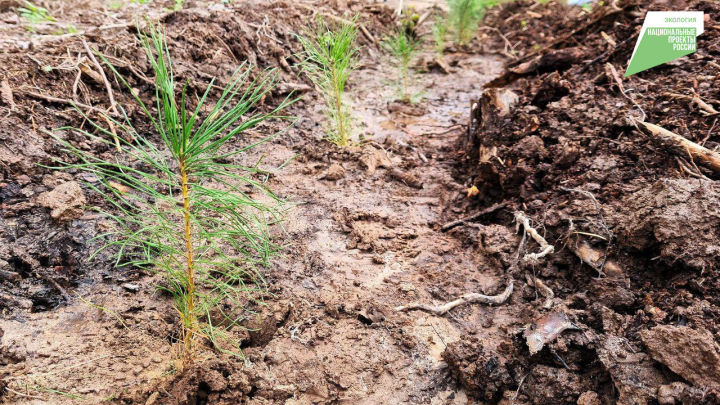 В Татарстане проведено лесовосстановление и лесоразведение на площади 2865 га