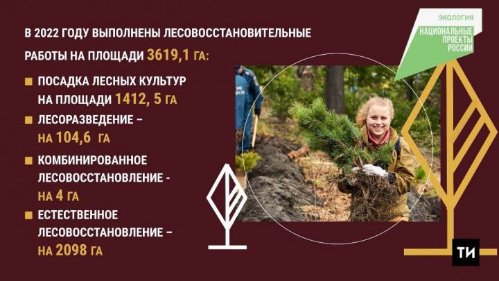 Татарстан получил 89,5 млн рублей из федерального бюджета на восстановление лесов