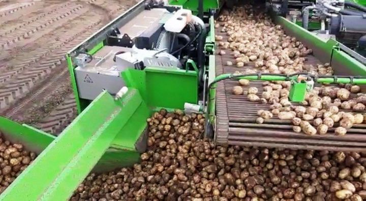 В агрофирме «Нармонка» Лаишевского района уже убрано более 50 га картофеля