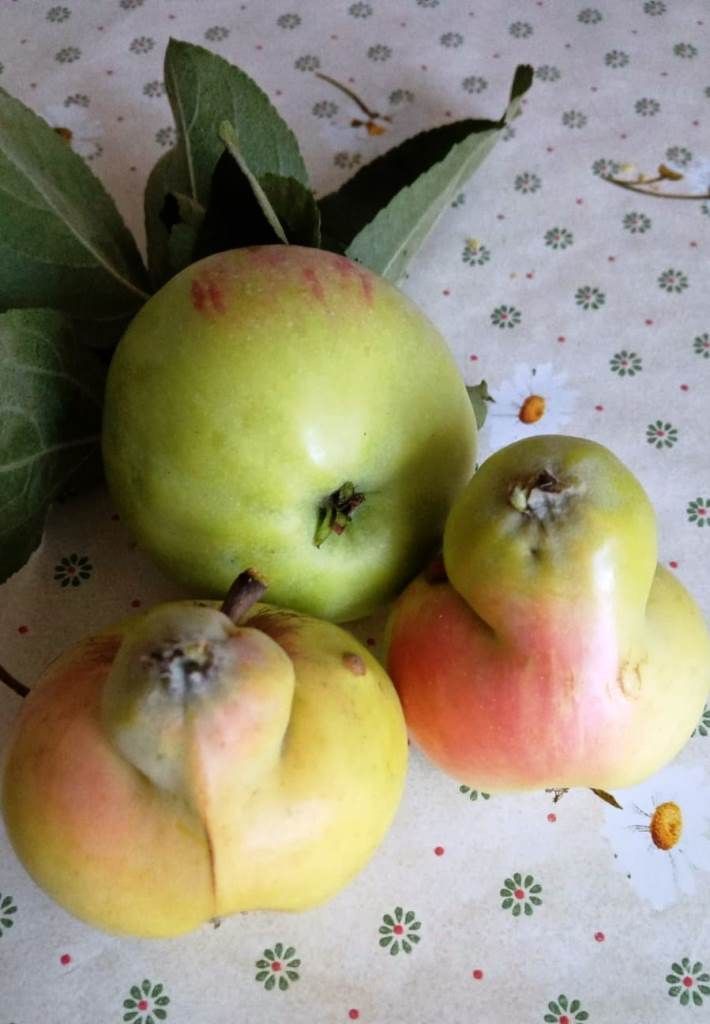 Фото прислал читатель. Яблочки - «сиамские близнецы» собрала в своем саду жительница Лаишева