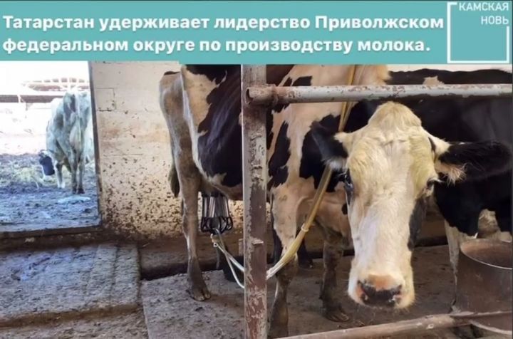 Татарстан удерживает лидерство в Приволжском федеральном округе по производству молока