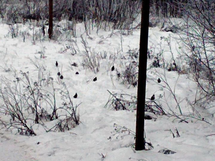 Осторожно: куропатки!
