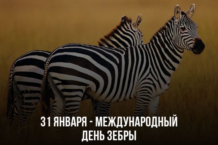 Сегодня - Международный день зебры
