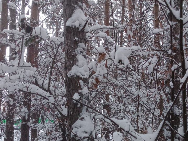В Лаишевский район пришли аномальные морозы: до -36˚ожидается на Рождество