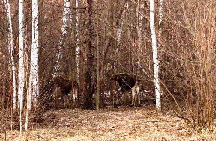 Осторожно: лоси на дороге в Лаишевском районе