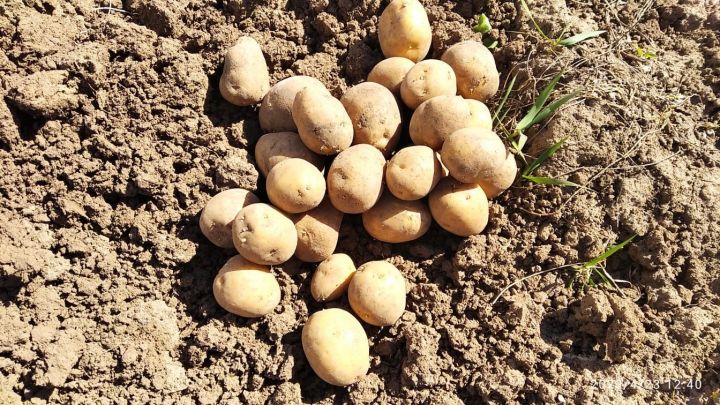 В Россельхозцентре Татарстана рассказали о мерах борьбы с почвенными вредителями
