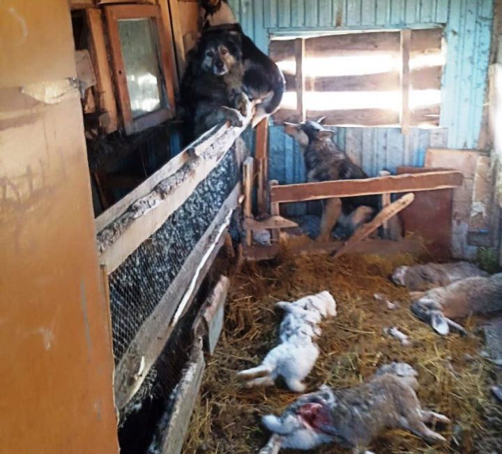 В Больших Кабанах Лаишевского района бродячие собаки забрались в сарай и загрызли всех кроликов