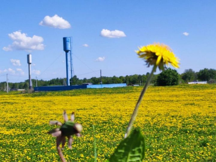 Творчество читателей: Расстелились  покрывалом   одуванчики весной...