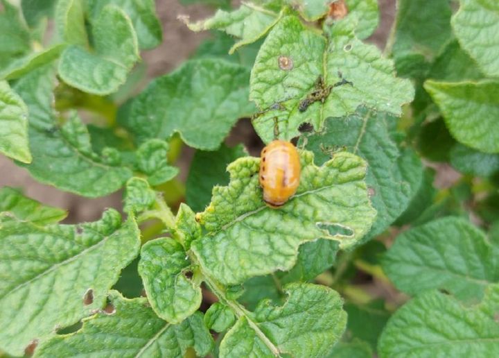 Советы лаишевским садоводам о том, как эффективно бороться с колорадским жуком